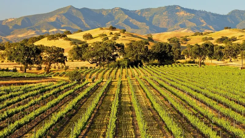 santa barbara wine 