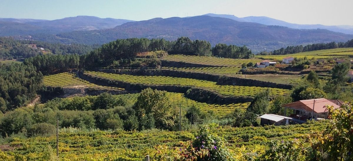 terraced albarino vineyards in northwestern spain