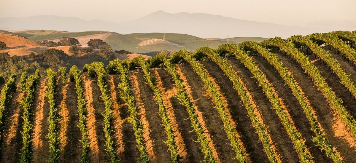 rows of albarino vines in central coast of california