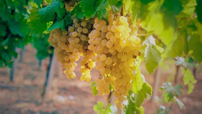 chenin blanc hanging on the vine in the loire valley