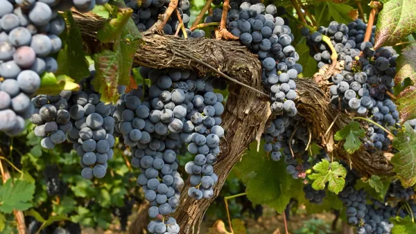 Merlot on the grapevine