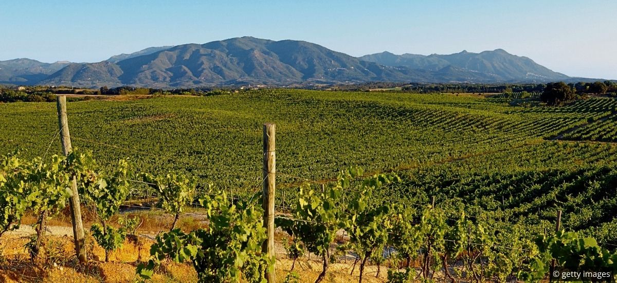patrimonio corsica and the vineyards of the island