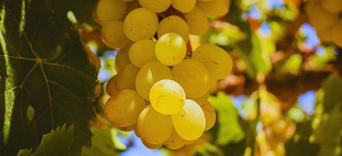 pisco grapes in south america