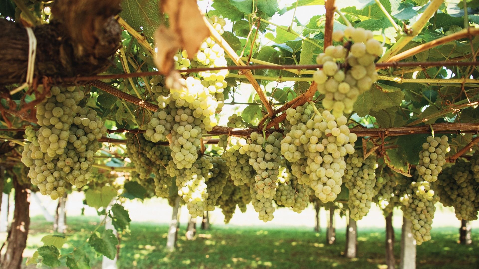 Spain’s White Wine Revival