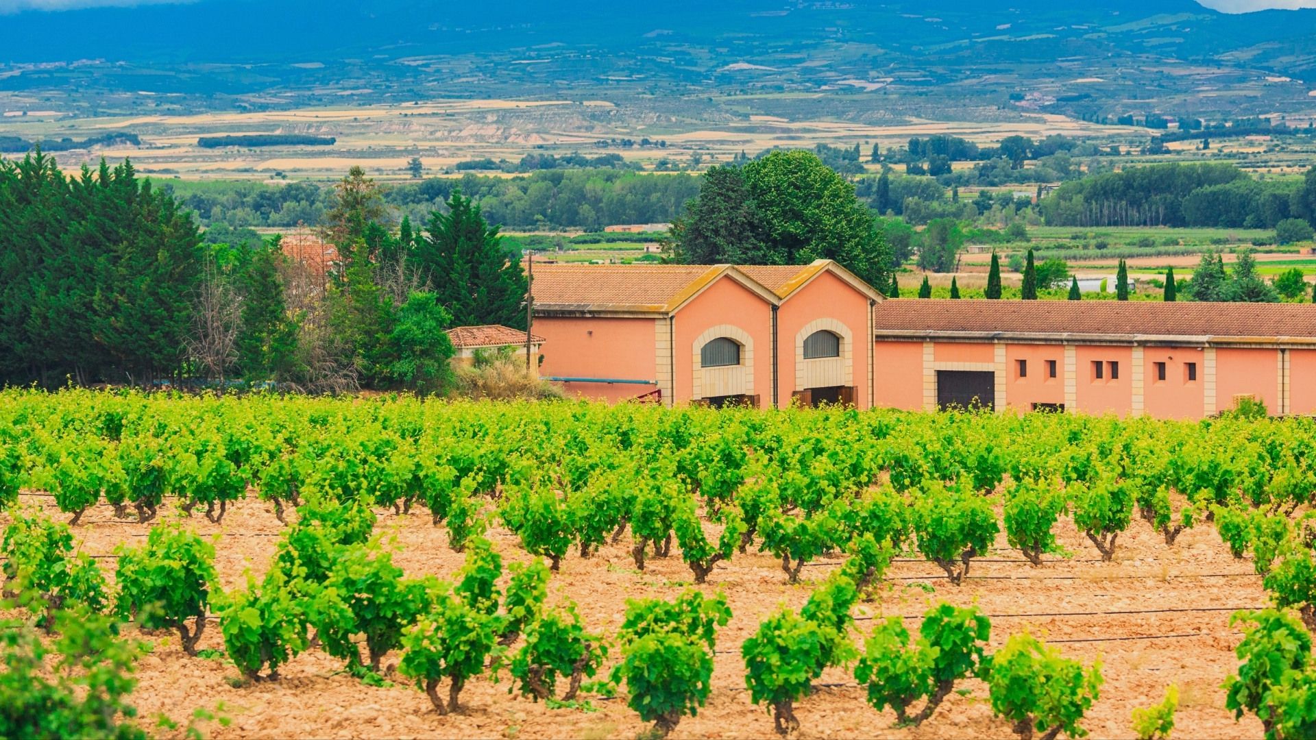Rioja and Ribera del Duero: Spain's Twin Pillars of Tempranillo