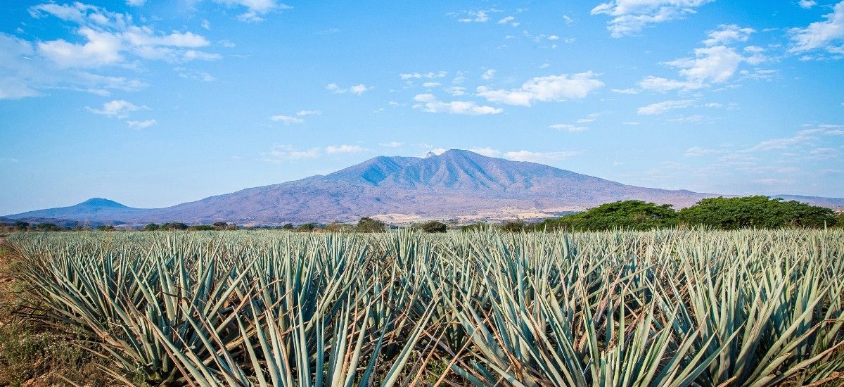 the jalisco region in mexico with fields of agave growing