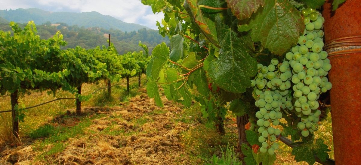 sauvignon blanc growing in napa valley