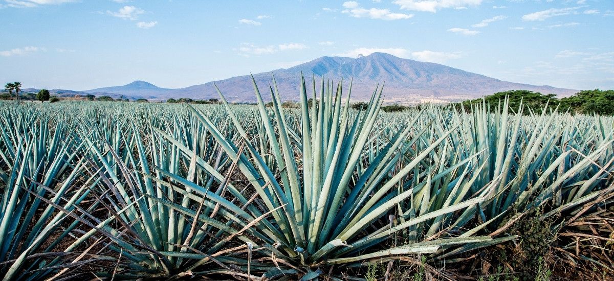 agave plants in jalisco tequila region mexico