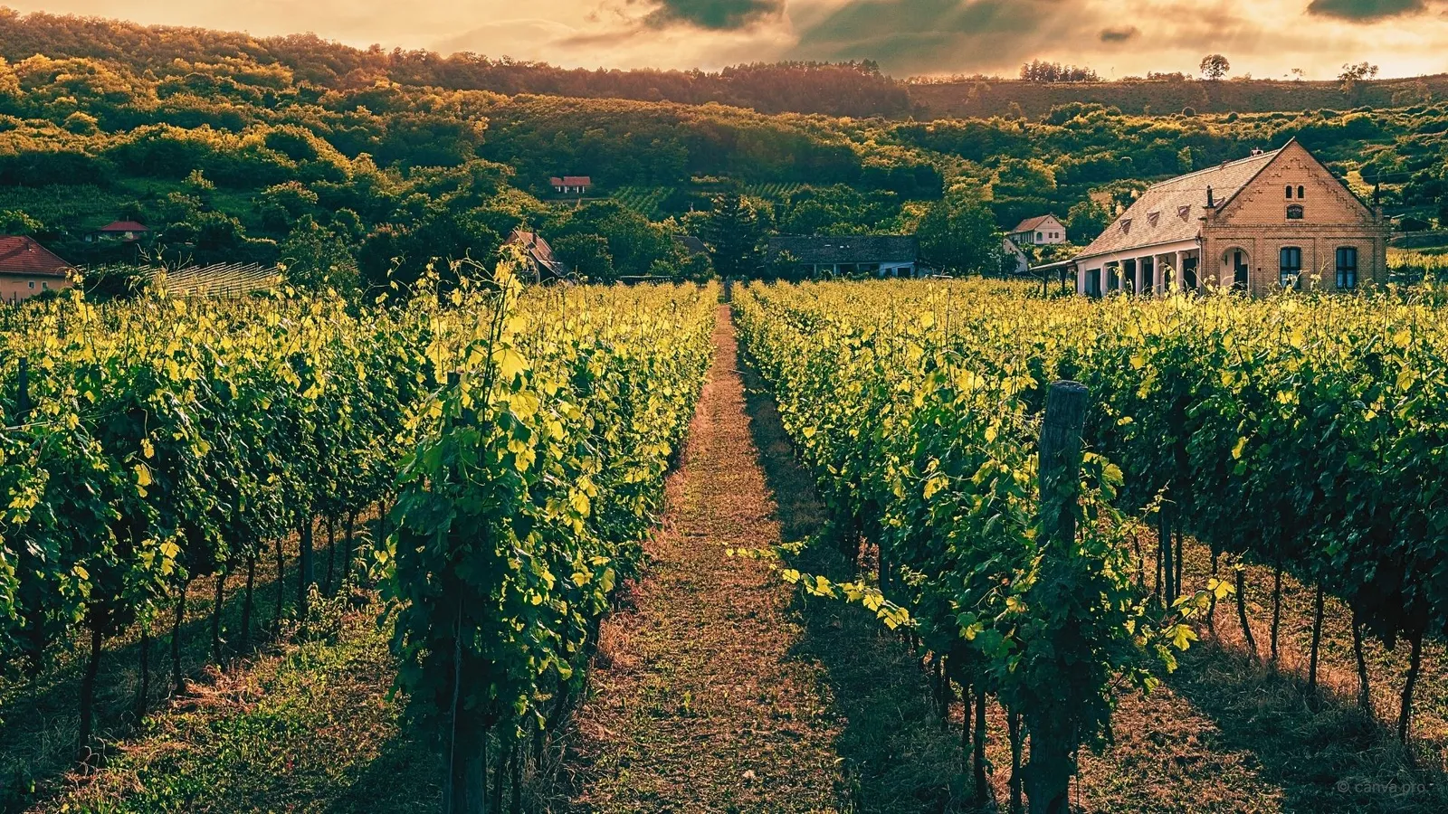 the vineyard rows of napa valley