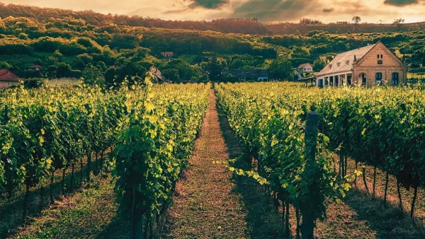 the vineyard rows of napa valley