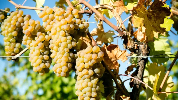 viognier wine grapes hanging on the vine in california