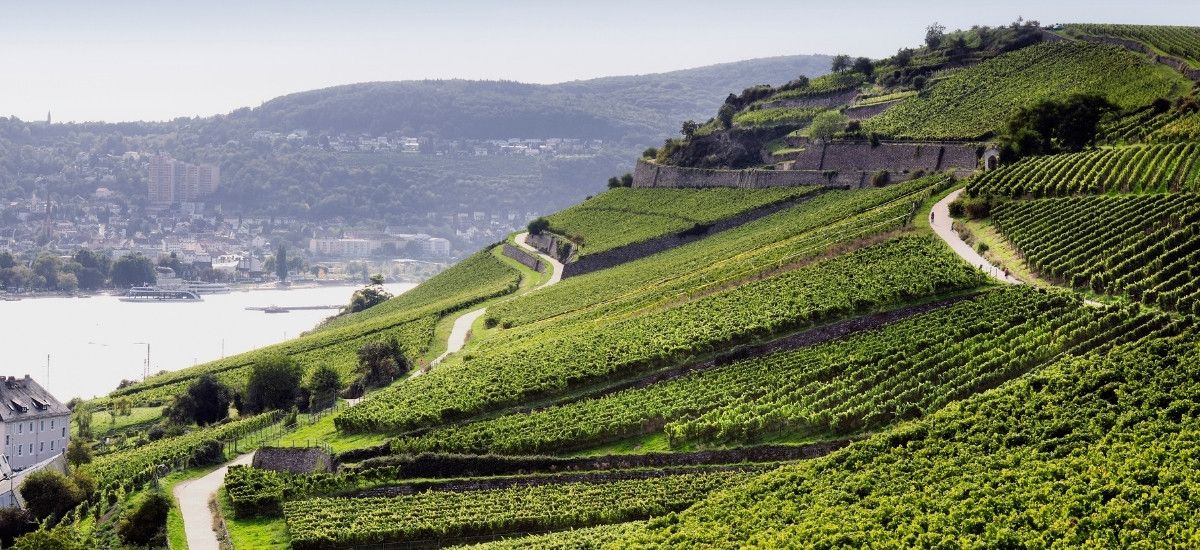 Riesling Rheingau Germany