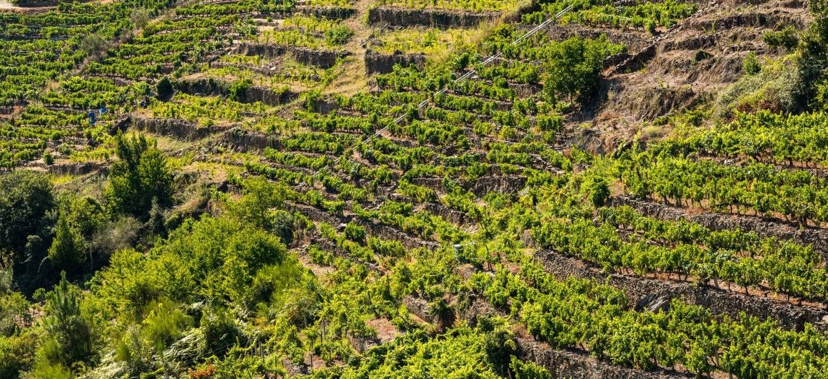 vineyards in spain valdeorras godello vines
