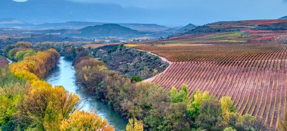 vineyards in rioja spain and tempranillo growing in the vineyard