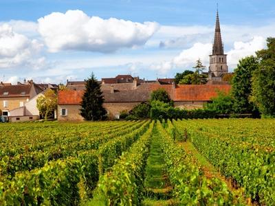 burgundy france wine region vineyards