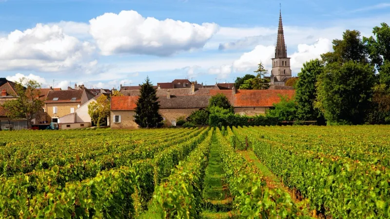 burgundy france wine region vineyards