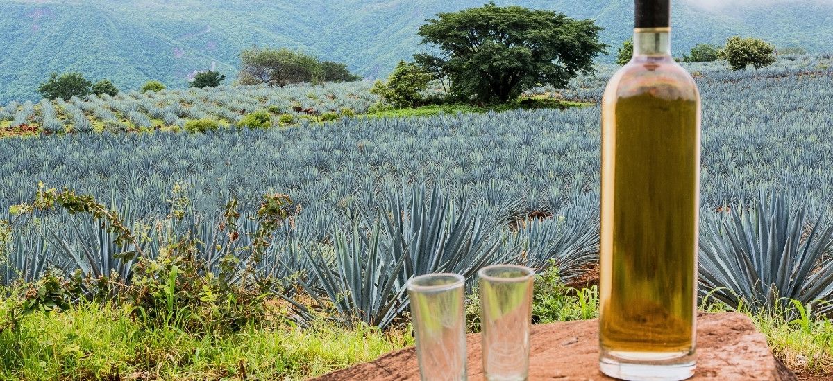 tequila poured by the fields of agave in mexico