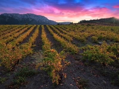 the sunlight over the vineyards of maury
