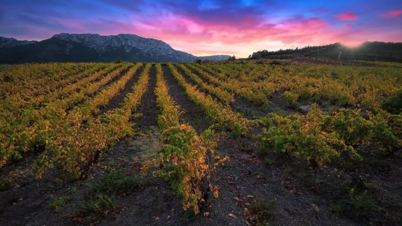 the sunlight over the vineyards of maury
