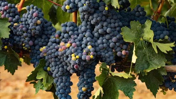 tempranillo wine grape