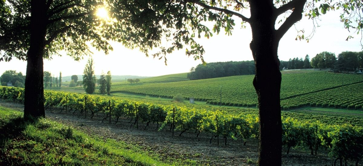 the cognac region of france looking over the ugni blanc vineyard