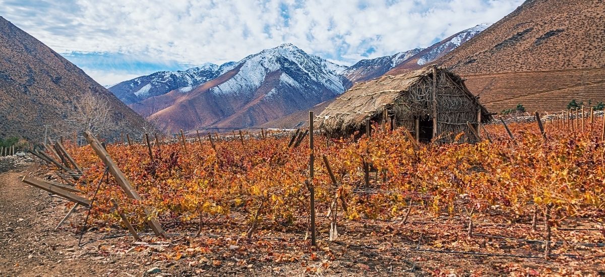 pisco grape vineyard in chile