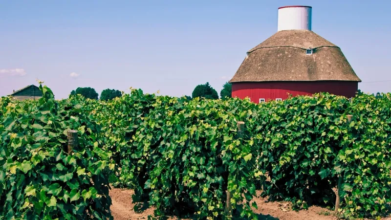 washington state vineyards in the pacific northwest of america