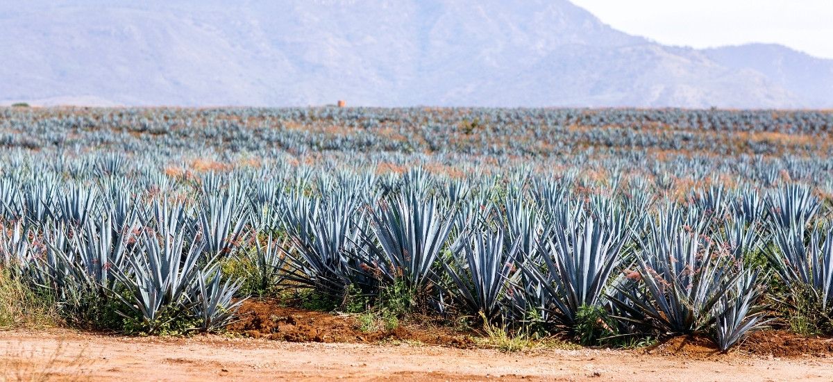 agave plants for tequila production in jalisco mexico