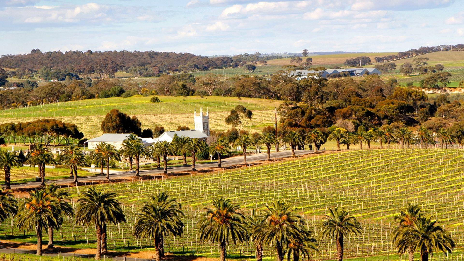 barossa valley australia vineyard