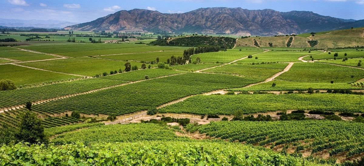 Merlot vineyard South Africa