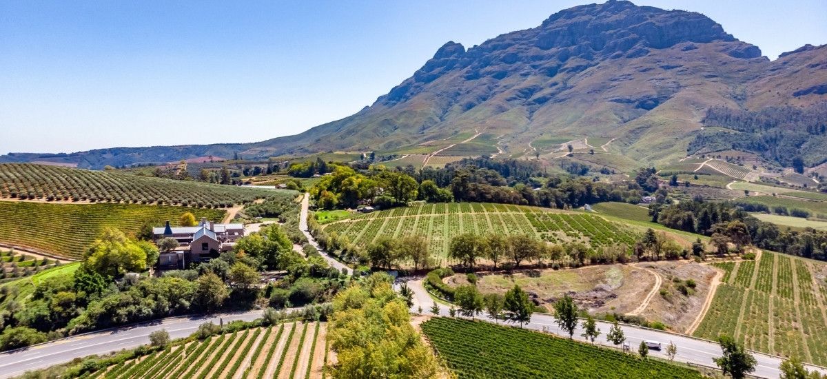 viognier new world vineyard