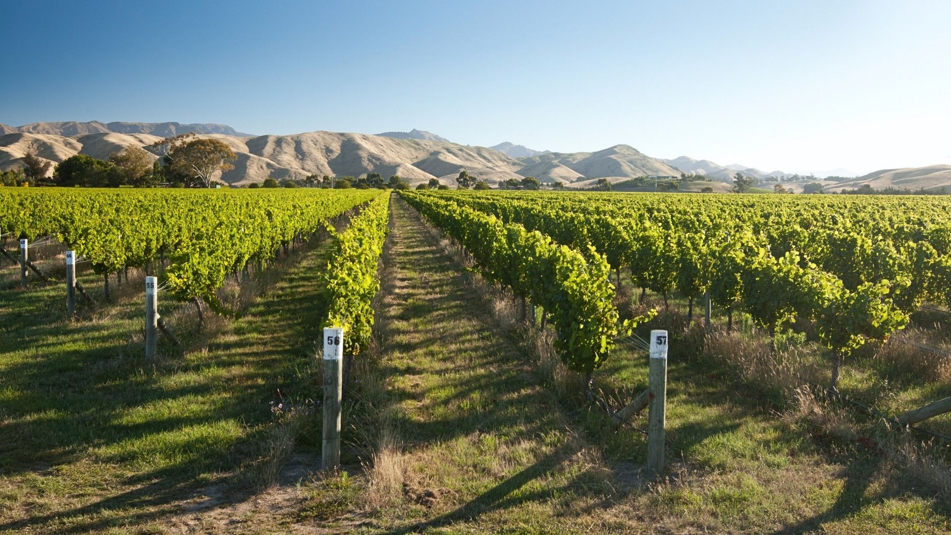 sauvignon blanc vineyard in new zealand