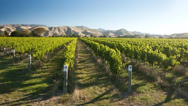 sauvignon blanc vineyard in new zealand