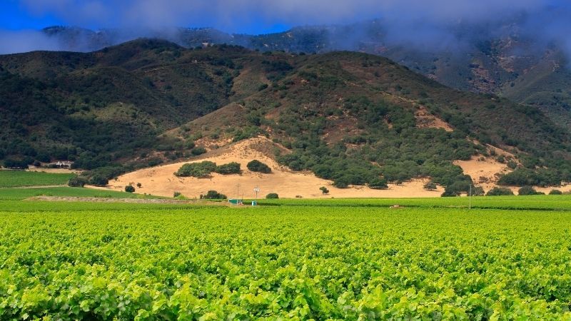 california pinot noir