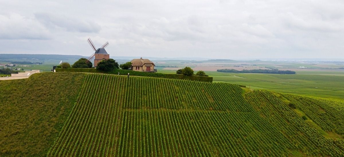 looking at the grand cru vineyards in the montagne de reims of champagne
