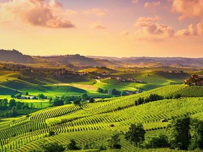 the rolling hills of the barolo region