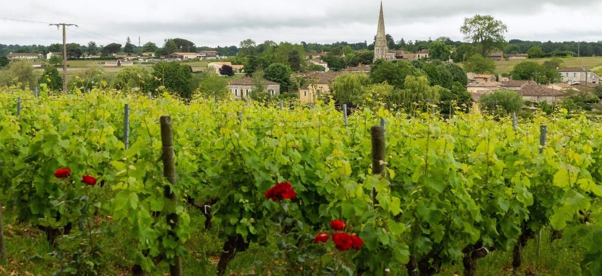 Bordeaux vineyard Sauternes