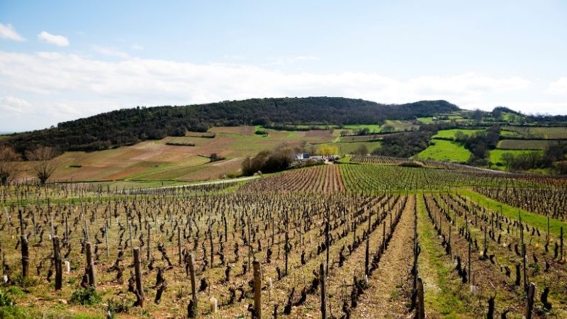 pinot noir in burgundy france