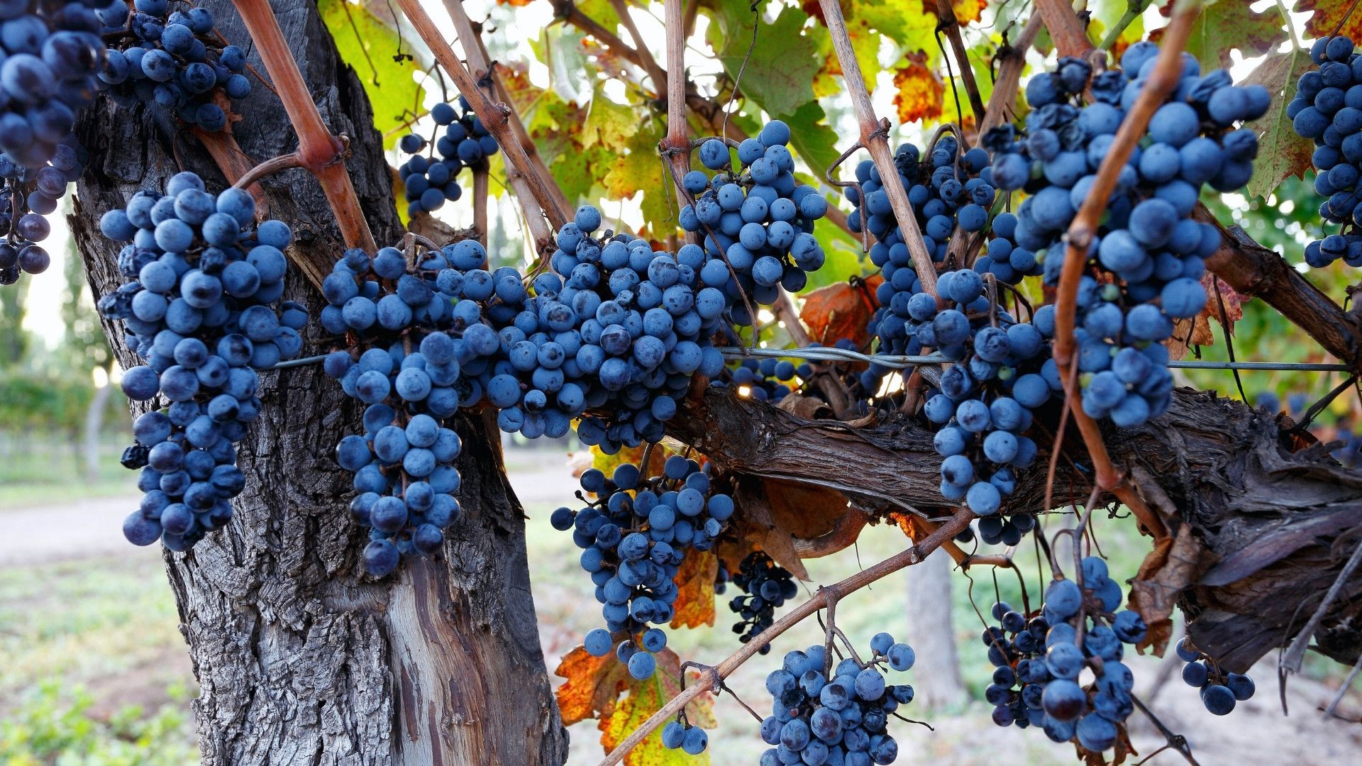 cabernet sauvignon vines
