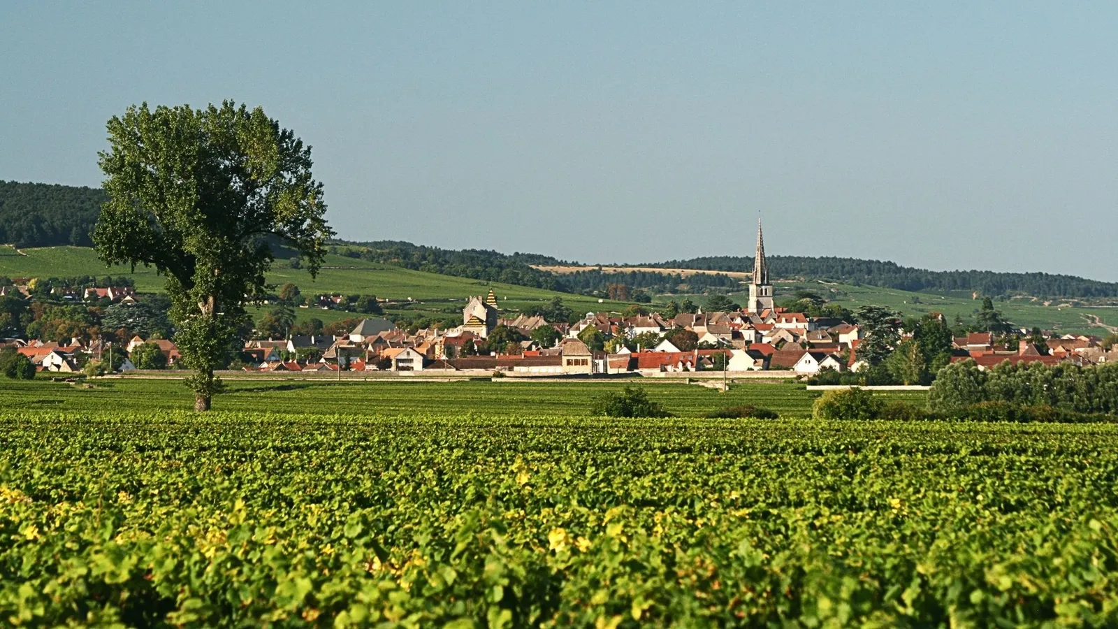 village in burgundy overlooking chardonnay vines