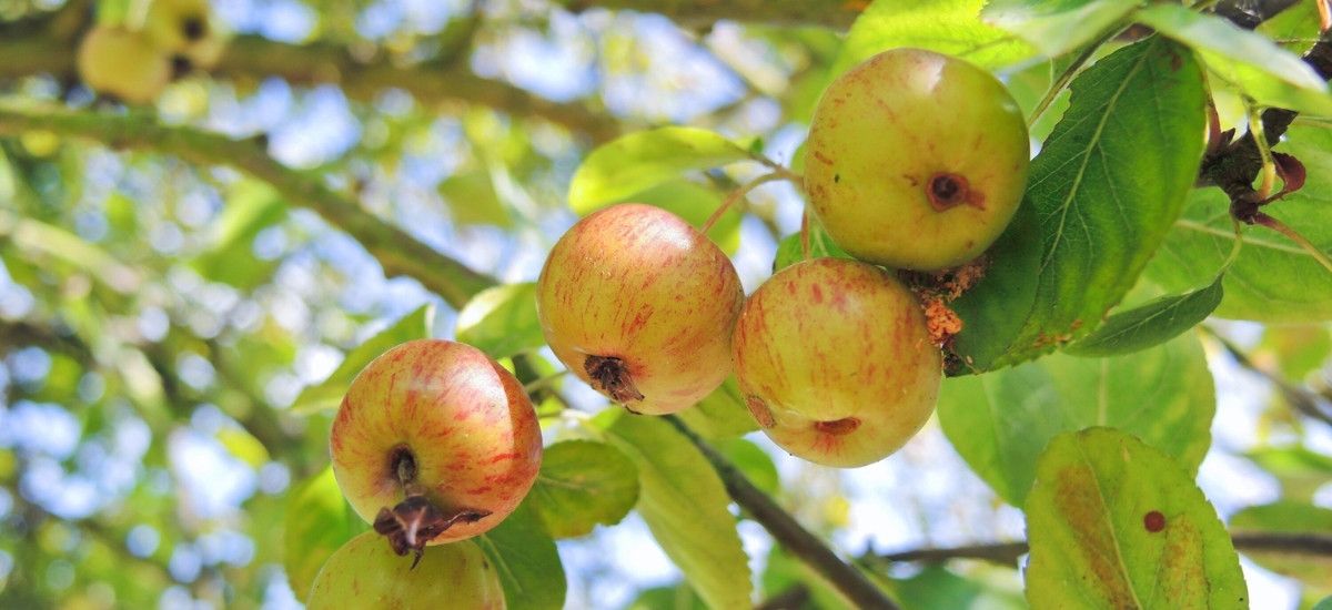 apples from the calvados region of france for apple brandy production