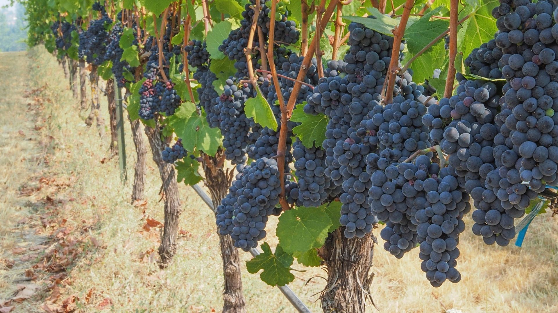 A Closer Look at Pinot Noir