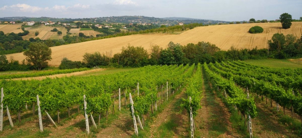 vineyards of campania italy