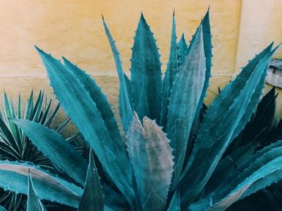 agave plant in jalisco mexico