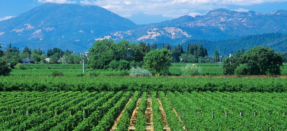 napa valley calistoga vineyard