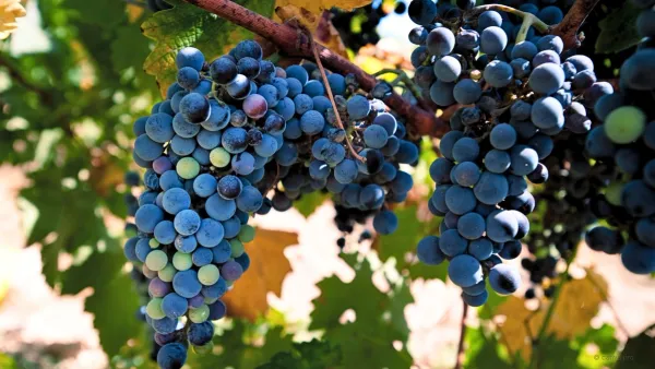 vitis vinifera grows in the california sunshine