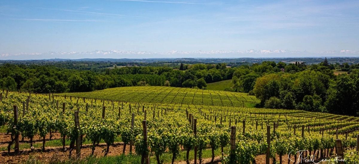the region of armangac france filled with vineyards