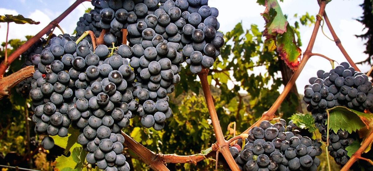 sangiovese wine grape of brunello di montalcino of tuscany