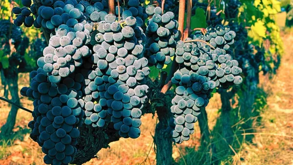 marselan grapes hang in bordeaux