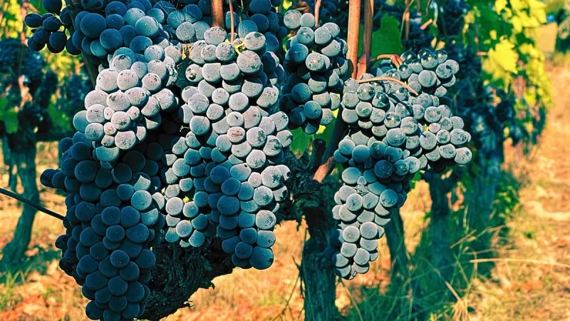 marselan grapes hang in bordeaux